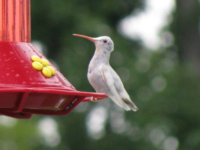 Ruby-throated Hummingbird