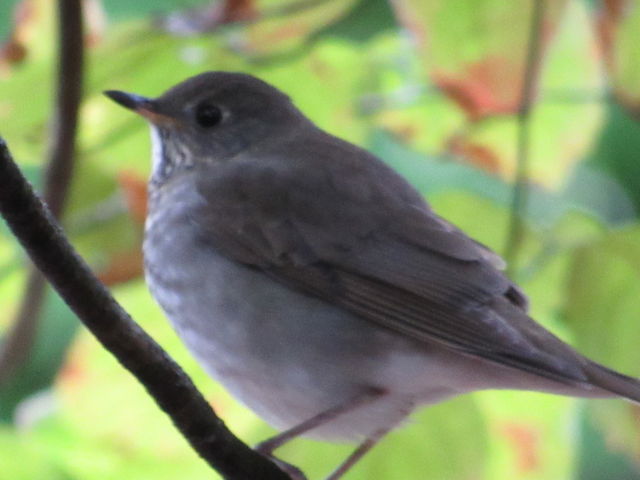 Gray-cheeked Thrush