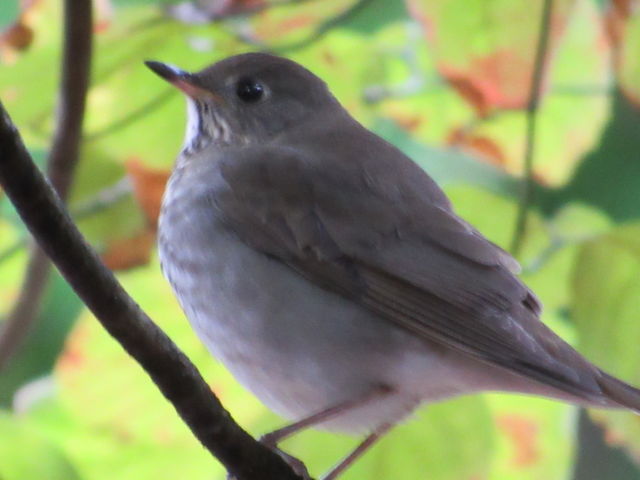 Gray-cheeked Thrush