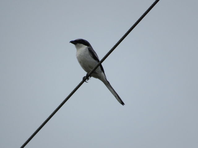 Loggerhead Shrike