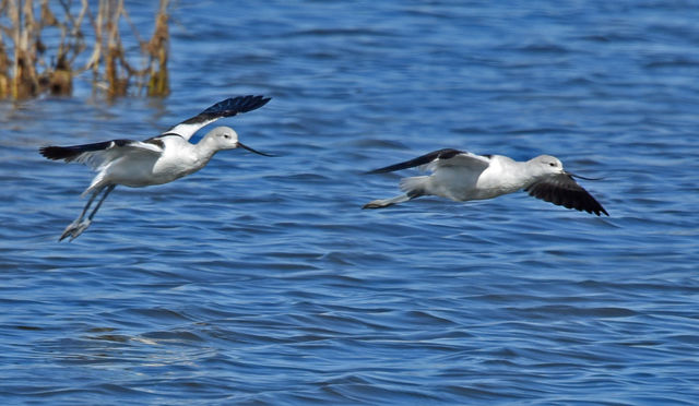 American Avocet