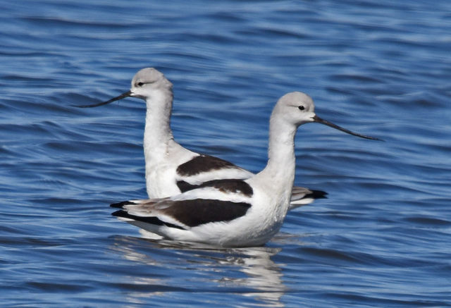 American Avocet