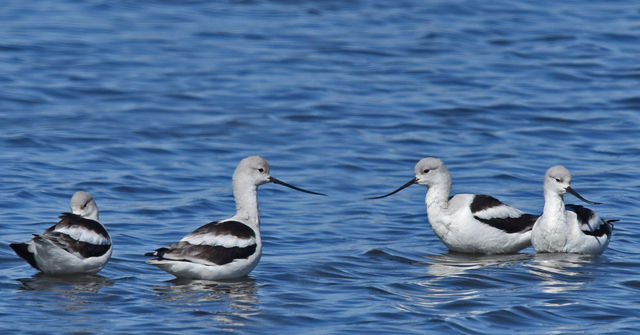 American Avocet