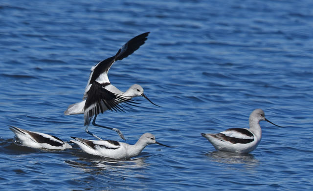 American Avocet