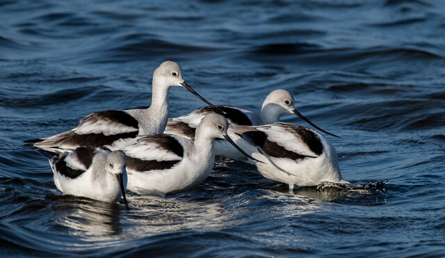 American Avocet