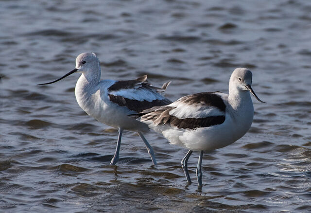 American Avocet