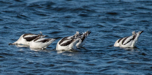 American Avocet