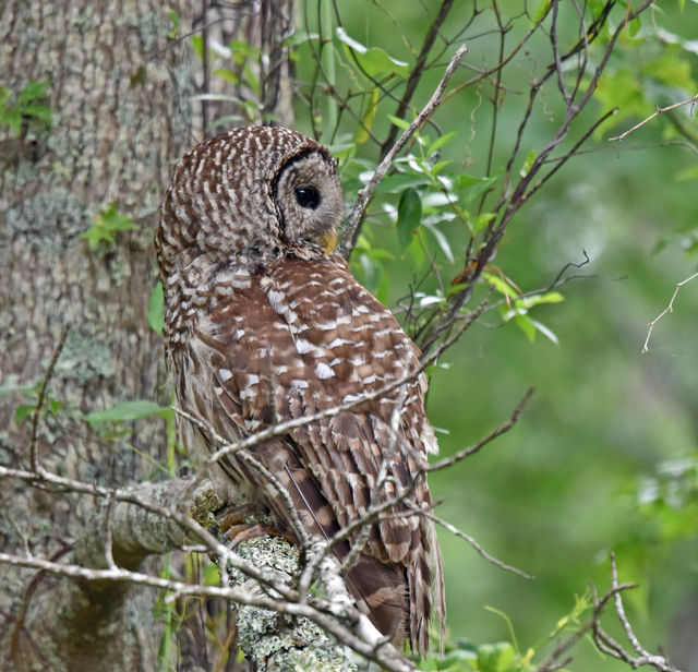 Barred Owl