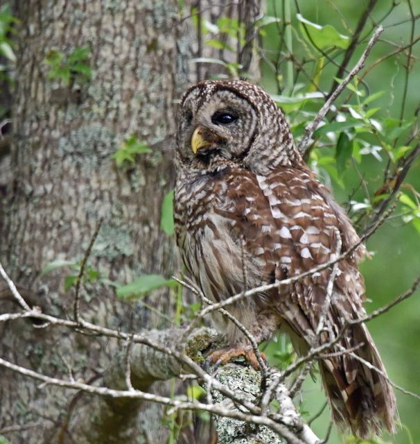 Barred Owl