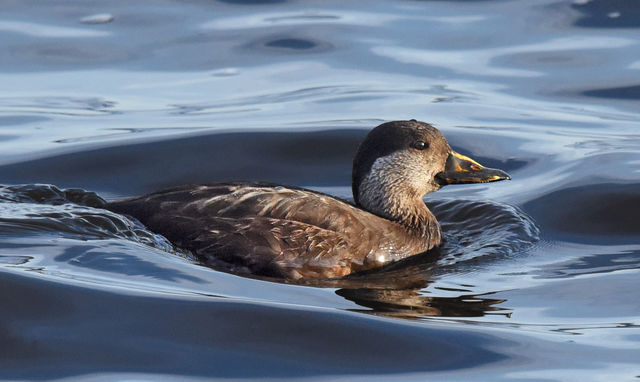 Black Scoter