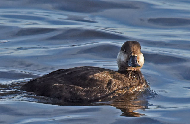 Black Scoter