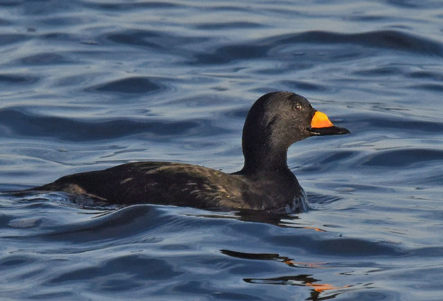 Black Scoter