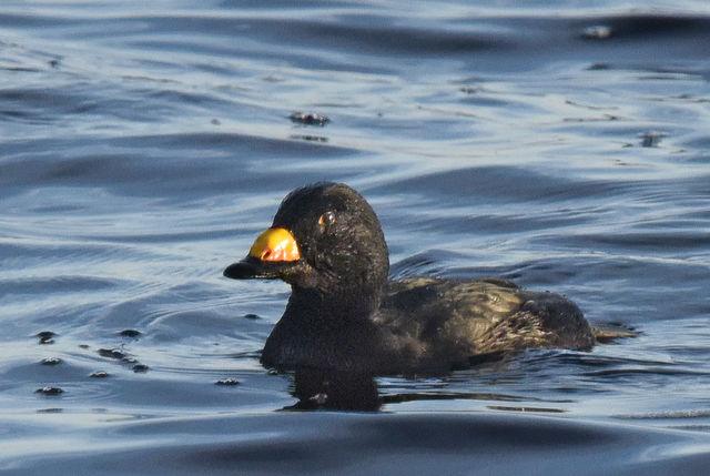 Black Scoter