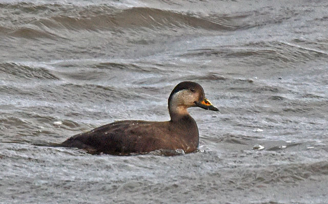 Black Scoter