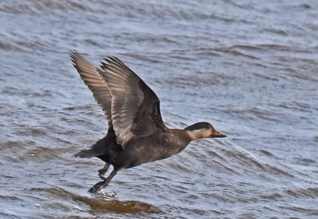 Black Scoter