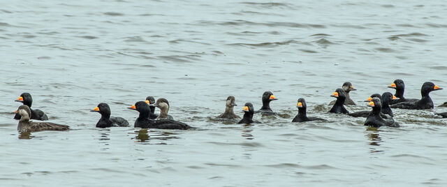 Black Scoter