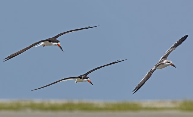 Black Skimmer