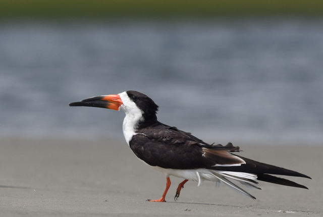 Black Skimmer