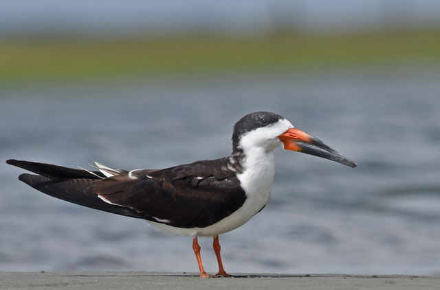 Black Skimmer