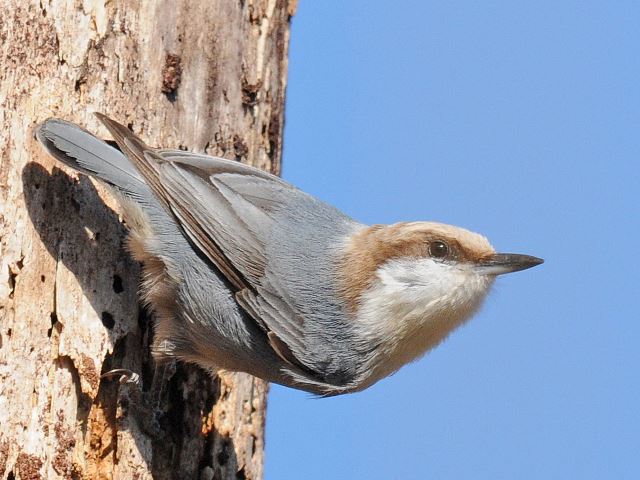 Brown-headed Nuthatch