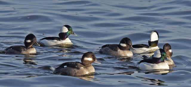 Bufflehead