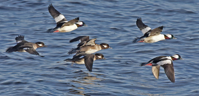 Bufflehead