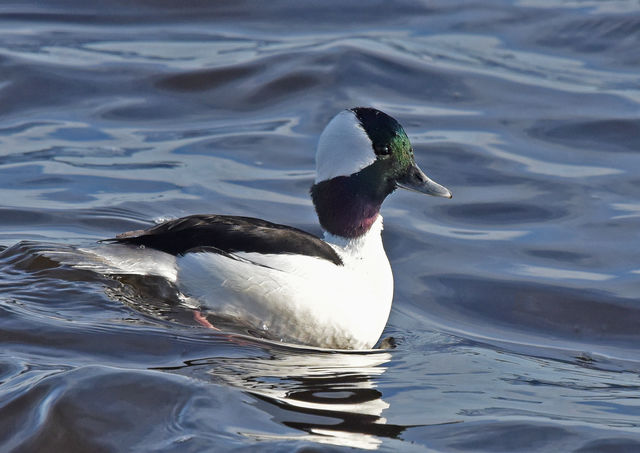 Bufflehead