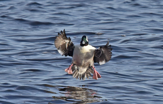 Bufflehead