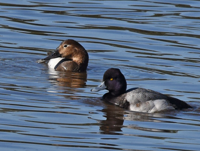 Canvasback