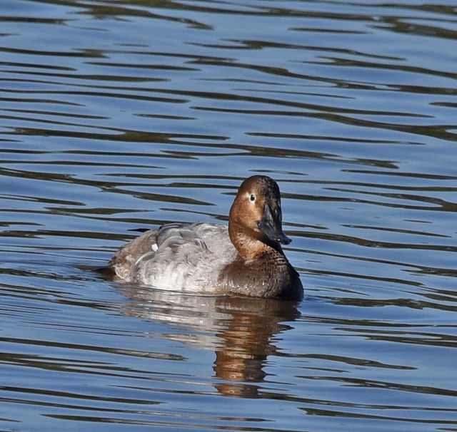 Canvasback