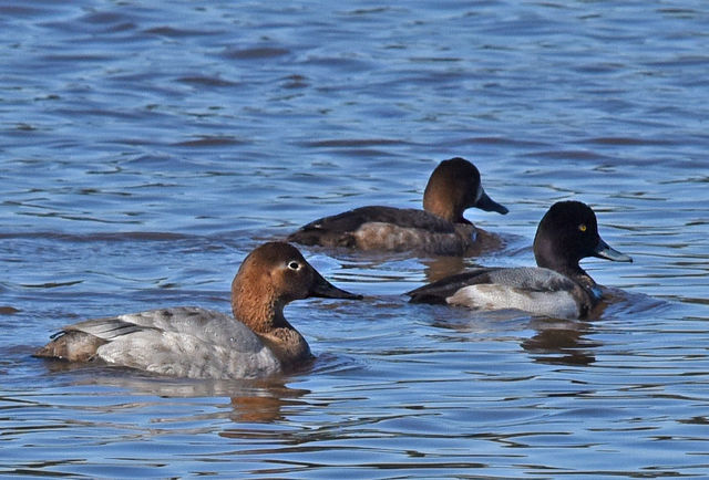 Canvasback