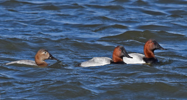 Canvasback