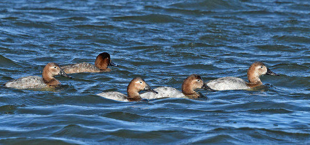 Canvasback