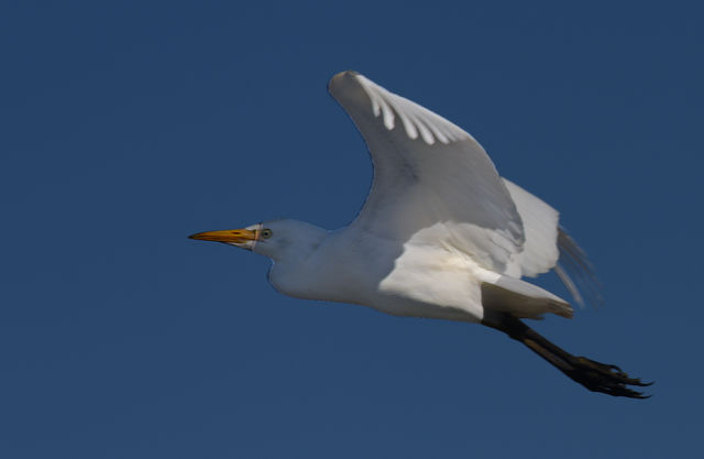 Western Cattle-Egret