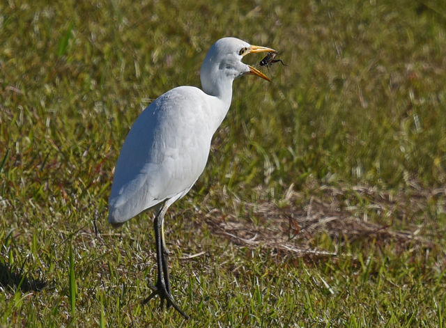 Western Cattle-Egret