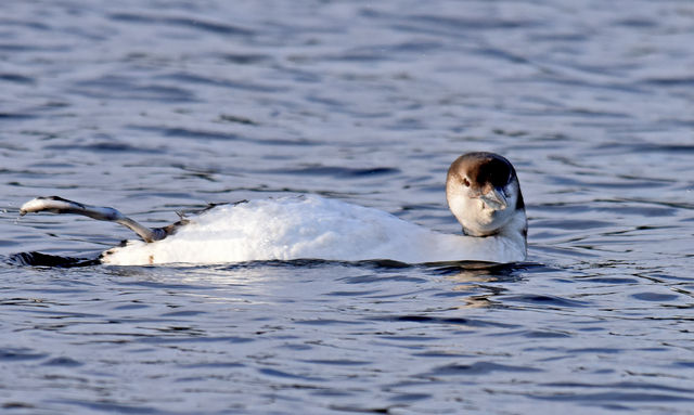 Common Loon