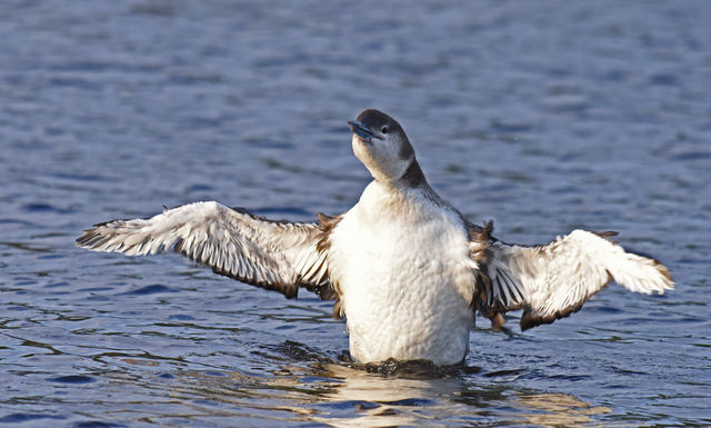 Common Loon