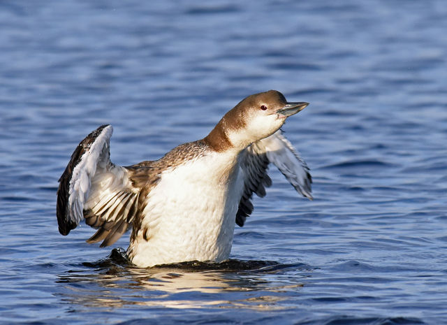 Common Loon