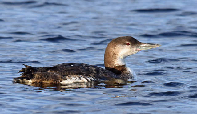 Common Loon