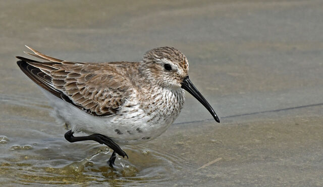 Dunlin