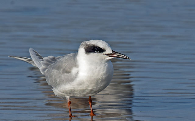 Forster's Tern