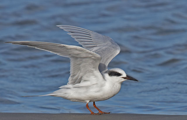 Forster's Tern