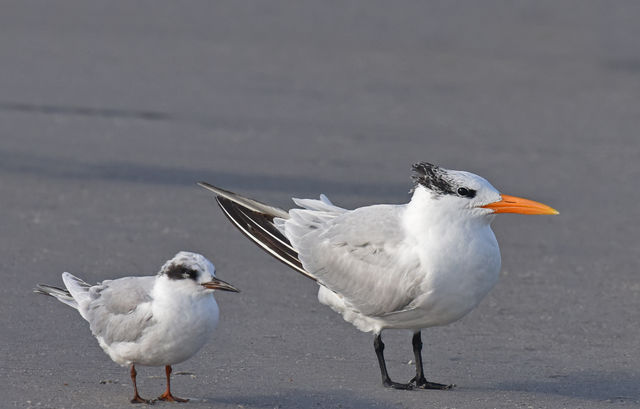 Forster's Tern