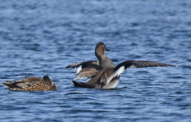 Gadwall