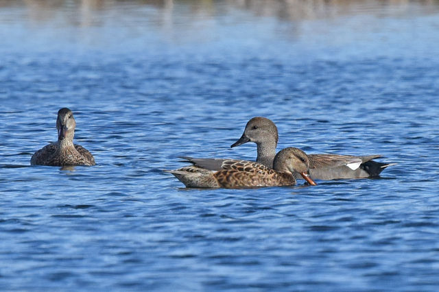 Gadwall