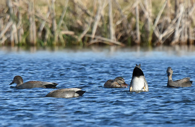 Gadwall