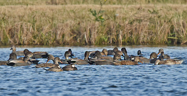 Gadwall