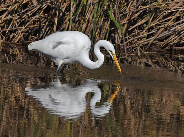 Great Egret