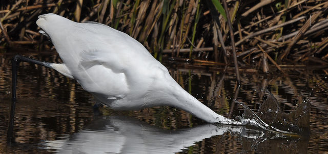 Great Egret