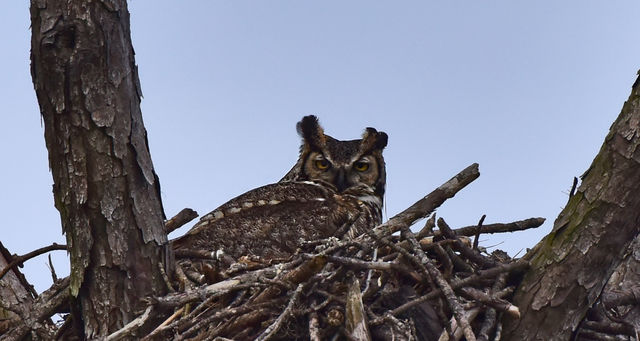 Great Horned Owl